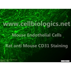 CD1 Mouse Primary Cardiac Microvascular Endothelial Cells